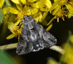 Melipotis jucunda