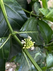 Morinda