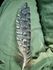 Podargus strigoides
