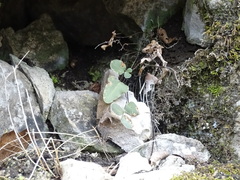 Pellaea atropurpurea