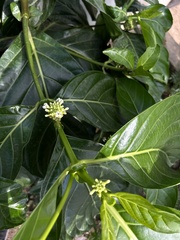 Morinda