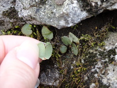 Pellaea atropurpurea