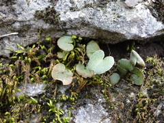 Pellaea atropurpurea