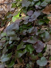 Galax urceolata