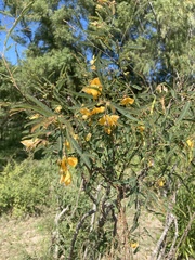 Aeschynomene montevidensis