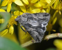 Melipotis jucunda