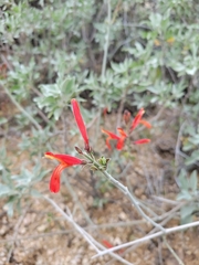 Justicia californica