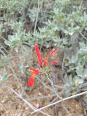 Justicia californica