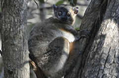 Lepilemur hubbardorum