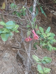 Lapageria rosea