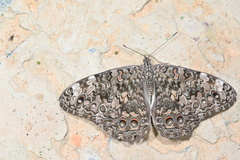 Hamadryas