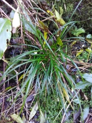 Carex vulcani