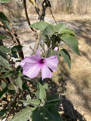 Ipomoea carnea fistulosa