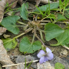Viola missouriensis