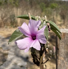 Ipomoea carnea fistulosa