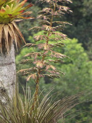 Tillandsioideae
