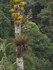Tillandsioideae