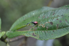 Trachelophorus giraffa