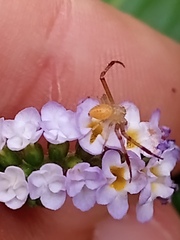 Misumenops