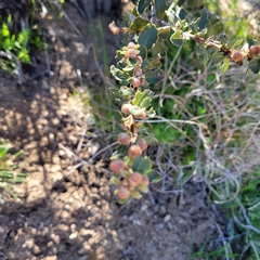 Ceanothus perplexans