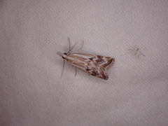 Catoptria