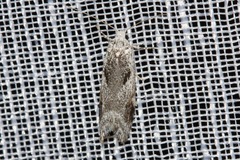 Lichenaula choriodes