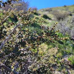 Ceanothus perplexans