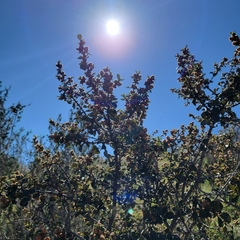 Ceanothus perplexans