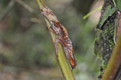 Uroplatus phantasticus