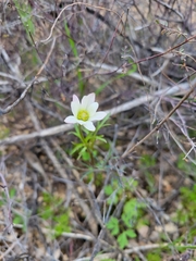Anemone tuberosa