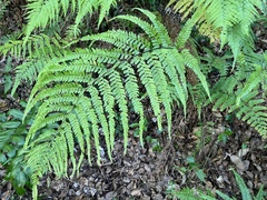 Microlepia strigosa