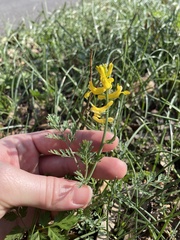 Corydalis aurea