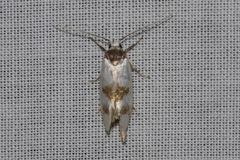 Antipterna trilicella