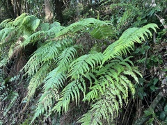 Microlepia strigosa