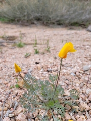 Eschscholzia