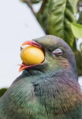 New Zealand Pigeon photo 2