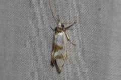 Antipterna trilicella