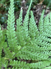 Microlepia strigosa
