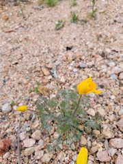 Eschscholzia