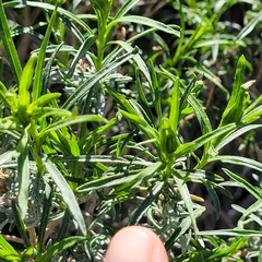 Ericameria linearifolia
