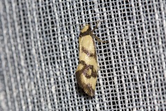 Olbonoma triptycha