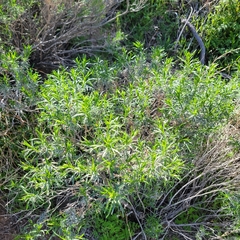 Ericameria linearifolia
