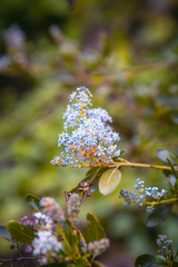 Ceanothus spinosus