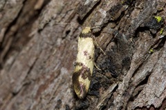 Olbonoma triptycha