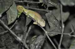 Calumma oshaughnessyi