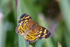 Anthanassa frisia