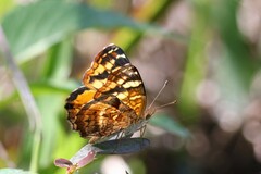 Anthanassa frisia