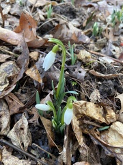 Galanthus nivalis