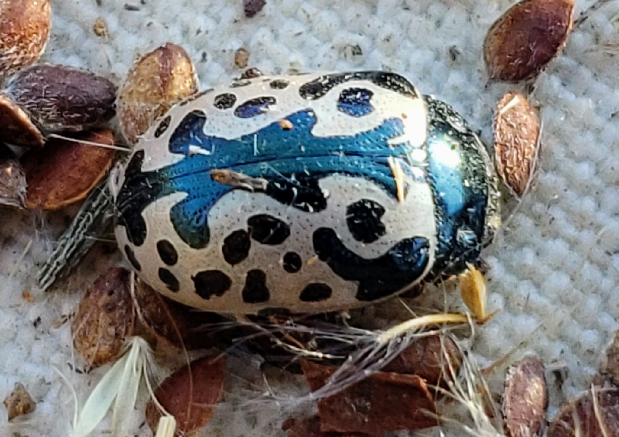 Calligrapha scalaris (J.E.LeConte, 1824)