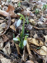 Galanthus nivalis